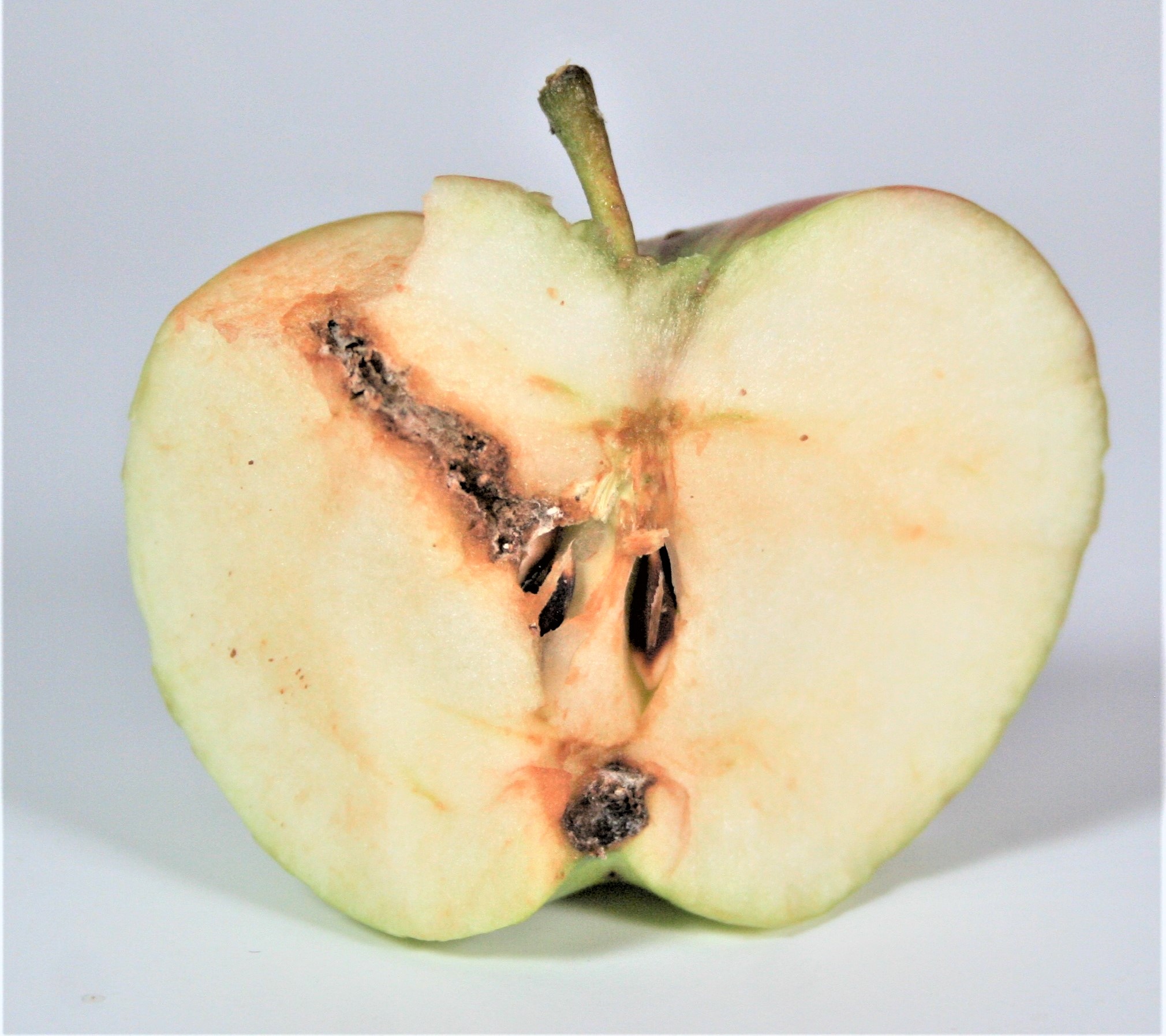 Apfelwicklerlarve im Apfel (© SAUTTER & STEPPER)